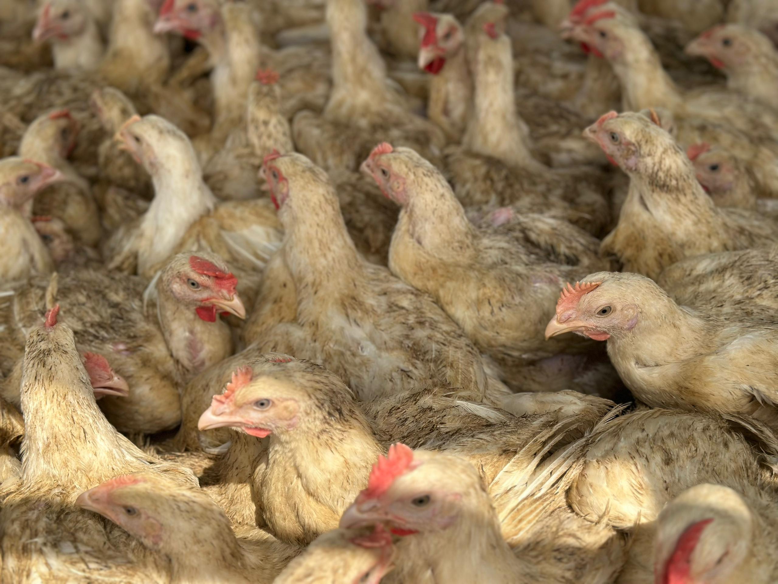 DISTRIBUTION OF THE NKOKO NKETE-NKETE